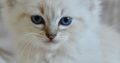 Ragdoll kislány cica