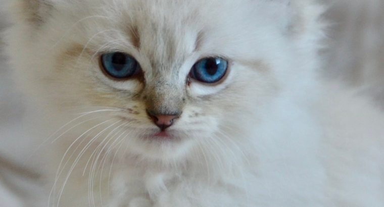 Ragdoll kislány cica