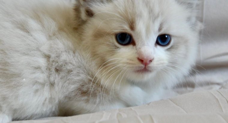 Ragdoll kisfiú cica