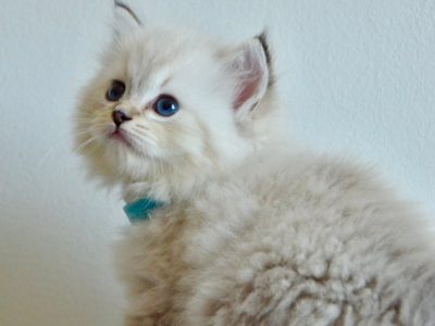 Ragdoll kislány cica