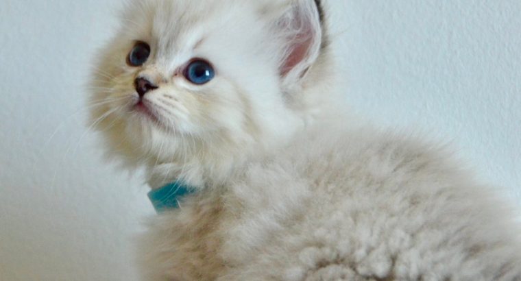 Ragdoll kislány cica
