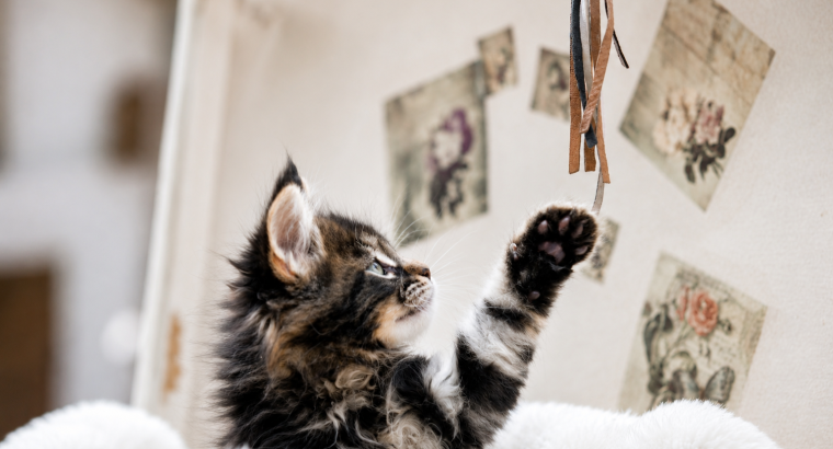 Tabby kiskandúr
