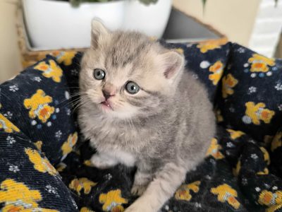 Apolló vagyok és hódítani akarok