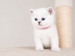 Lilien brit rövidszőrű kis szépség