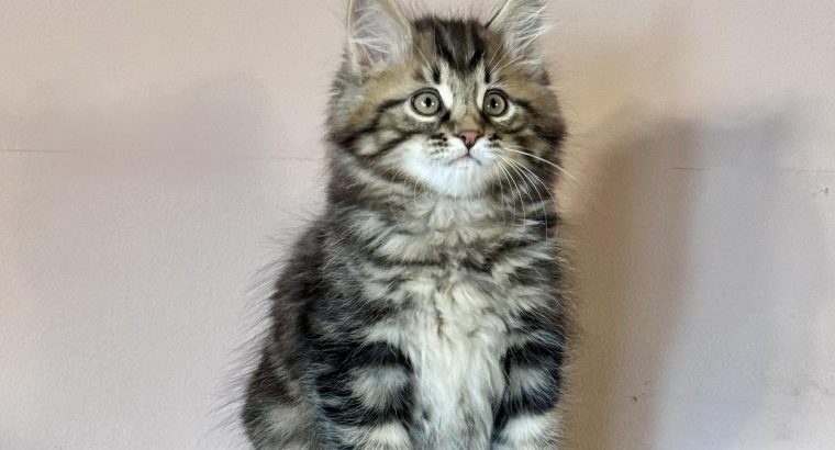 Frank 💛 kuriliai bobtail kandúr