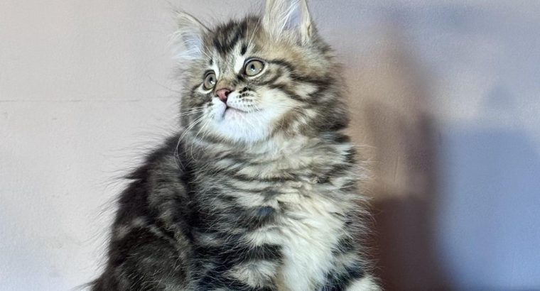 Frank 💛 kuriliai bobtail kandúr