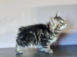 Frank 💛 kuriliai bobtail kandúr