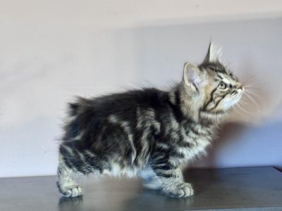 Frank 💛 kuriliai bobtail kandúr
