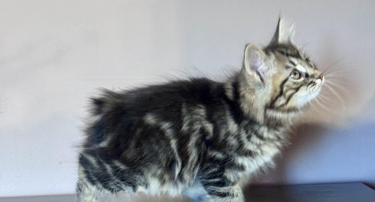Frank 💛 kuriliai bobtail kandúr