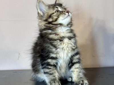 Fedora 💛 kuriliai bobtail kislány