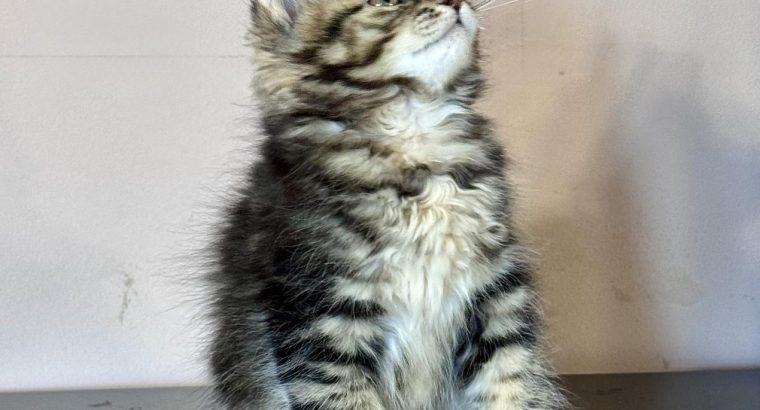 Fedora 💛 kuriliai bobtail kislány