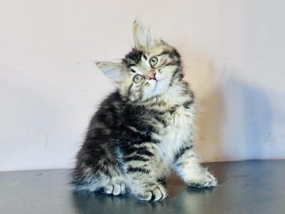 Fedora 💛 kuriliai bobtail kislány