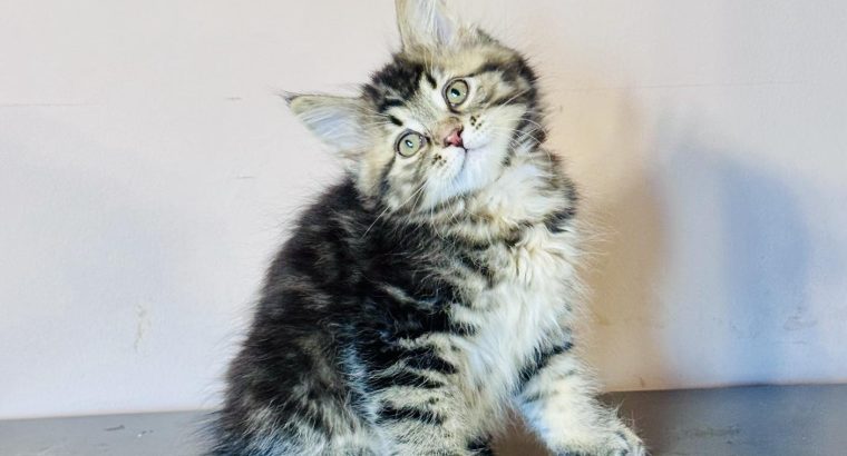 Fedora 💛 kuriliai bobtail kislány