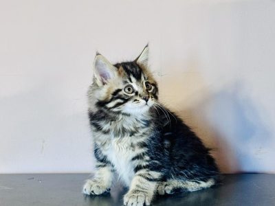 Fido 💛 kuriliai bobtail kandúr