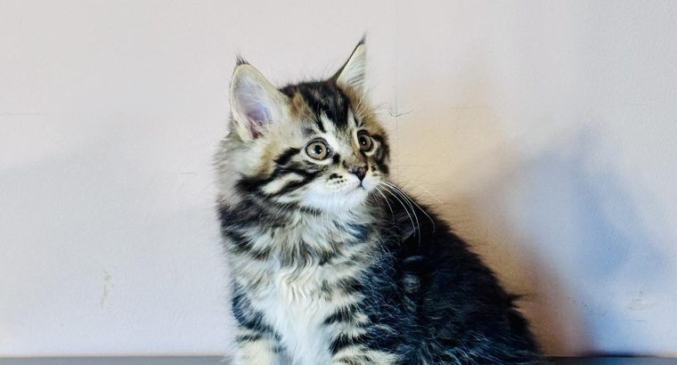 Fido 💛 kuriliai bobtail kandúr