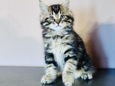 Fido 💛 kuriliai bobtail kandúr