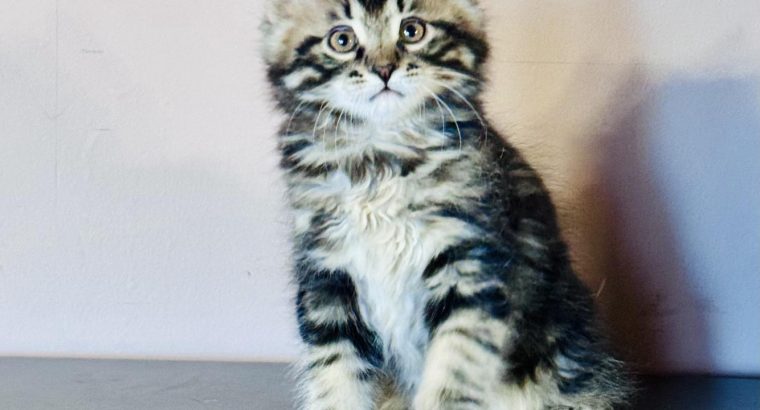Fido 💛 kuriliai bobtail kandúr