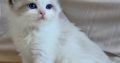 Ragdoll kisfiú cica