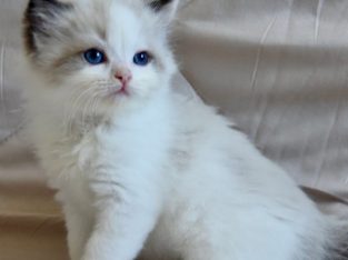 Ragdoll kisfiú cica