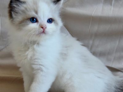 Ragdoll kisfiú cica