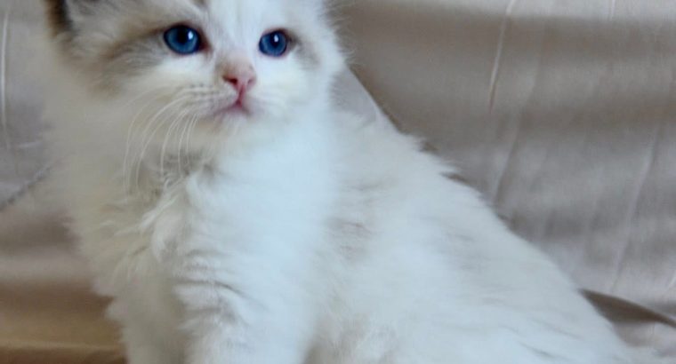 Ragdoll kisfiú cica