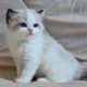 Ragdoll kisfiú cica
