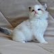 Ragdoll kisfiú cica