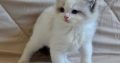 Ragdoll kisfiú cica