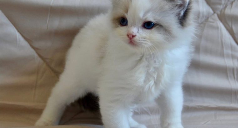 Ragdoll kisfiú cica