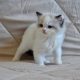 Ragdoll kisfiú cica