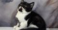 Fekete bicolour kandúr