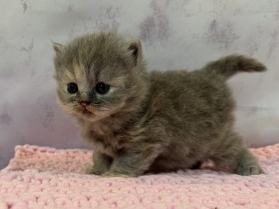 Kék tortie kislány