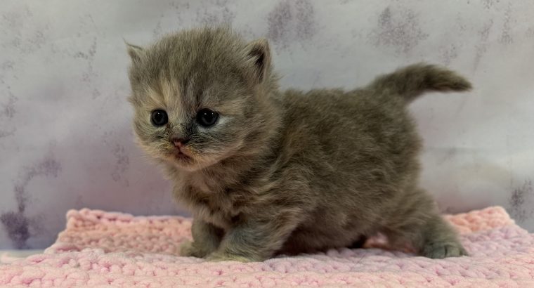 Kék tortie kislány
