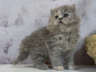 Kék tortie kislány