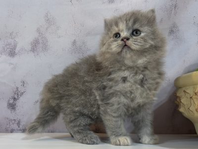 Kék tortie kislány