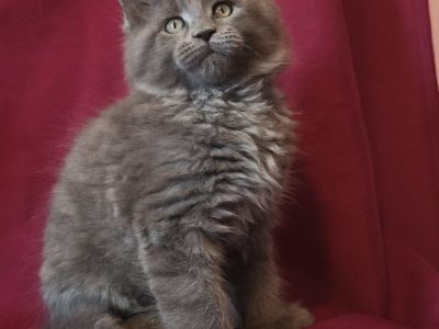 Lux Lior Goliath