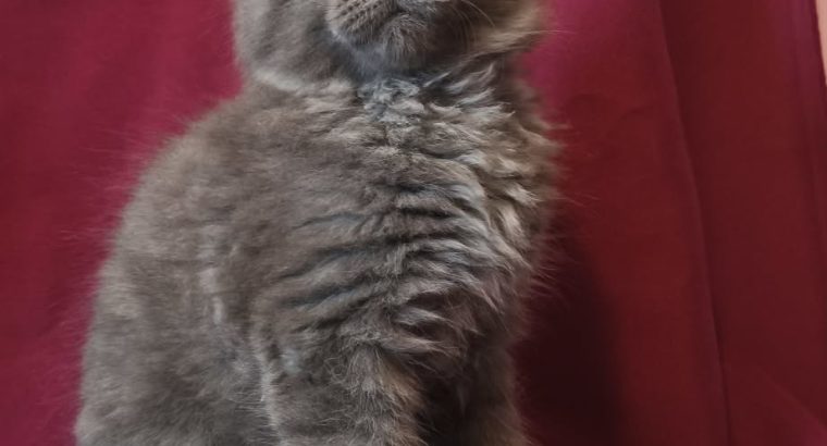 Lux Lior Goliath