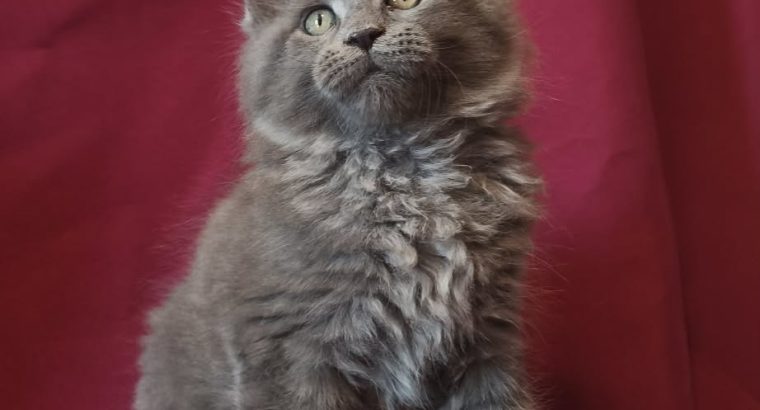 Lux Lior Goliath