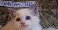 😍„Santa- Cruz” Ragdoll Boy! 😍😍😍