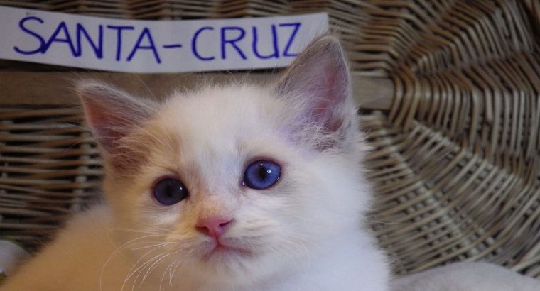 😍„Santa- Cruz” Ragdoll Boy! 😍😍😍