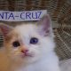 😍„Santa- Cruz” Ragdoll Boy! 😍😍😍