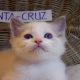 😍„Santa- Cruz” Ragdoll Boy! 😍😍😍