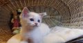 😍„Santa- Cruz” Ragdoll Boy! 😍😍😍
