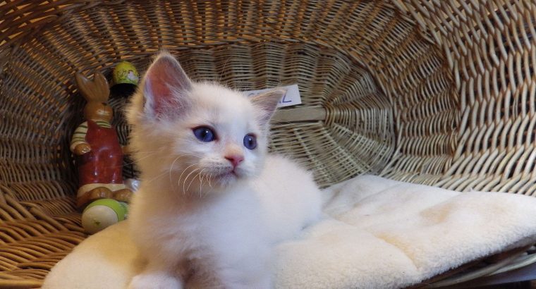 😍„Santa- Cruz” Ragdoll Boy! 😍😍😍
