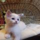 😍„Santa- Cruz” Ragdoll Boy! 😍😍😍