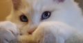 Stewart” 🥰💖 Ragdoll boy