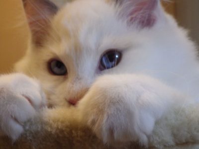 Stewart” 🥰💖 Ragdoll boy