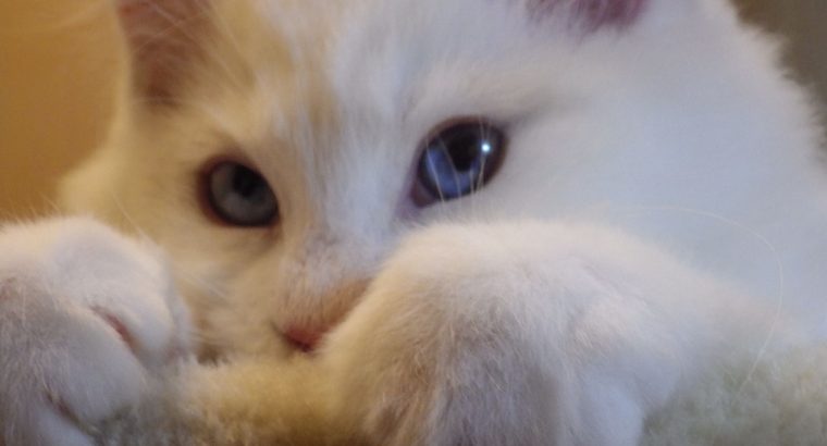 Stewart” 🥰💖 Ragdoll boy