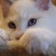 Stewart” 🥰💖 Ragdoll boy