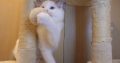 Stewart” 🥰💖 Ragdoll boy